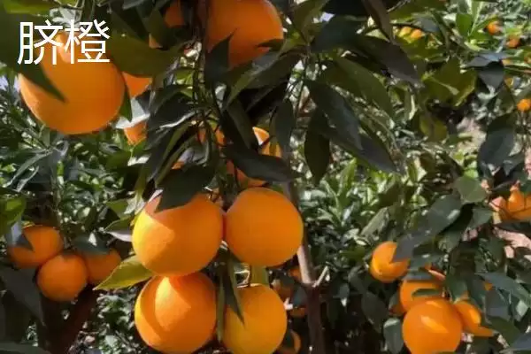 认识优质冰糖橙特点的方法和重点？认识优质冰糖橙特点要做好哪些细节？插图4