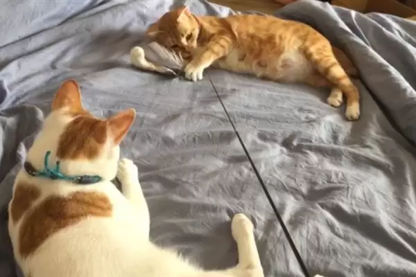 让猫咪变得粘人的方法？培养猫咪粘人习性要掌握哪些有效的互动和饲养方法？插图9