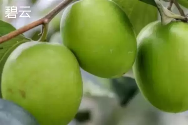 青枣成熟上市时间揭秘：不同品种上市时间差异原因插图4