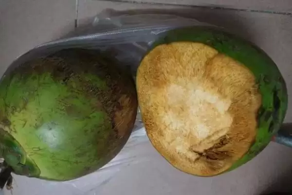 判断椰子有无种子的方法和重点？判断椰子有无种子要做好哪些细节？插图1