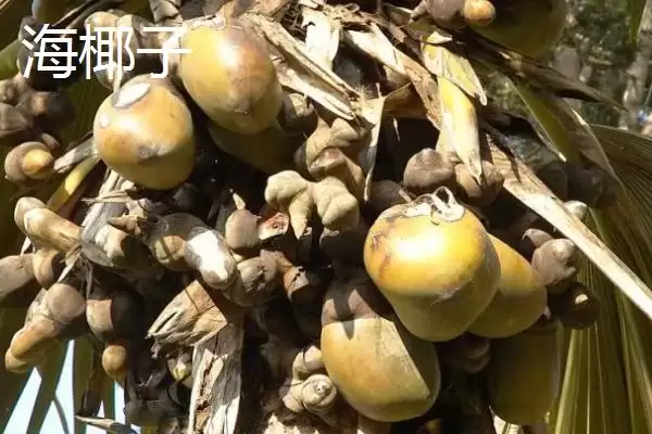 判断椰子有无种子的方法和重点？判断椰子有无种子要做好哪些细节？插图4