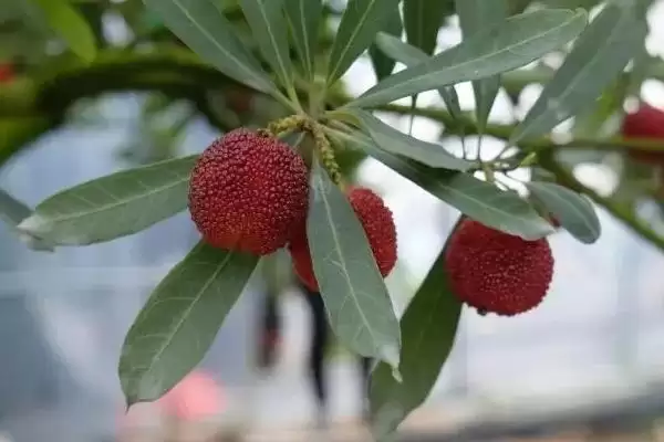 了解杨梅成熟月份的方法和重点?了解杨梅成熟月份要做好哪些细节?插图4 了解杨梅成熟月份的方法和重点?了解杨梅成熟月份要做好哪些细节?插图4