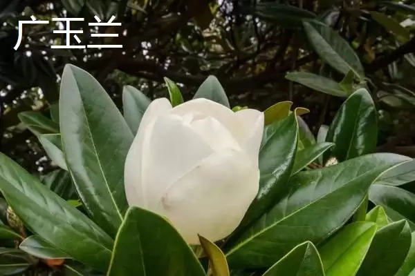 山玉兰和广玉兰有什么区别？区分山玉兰和广玉兰要关注哪些差异？插图2