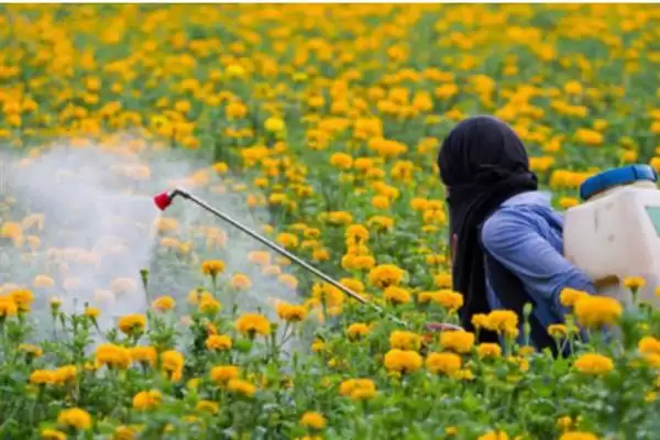 如何防治菊花黑斑病?养护菊花防治黑斑病要采用哪些防治方法?插图7 如何防治菊花黑斑病?养护菊花防治黑斑病要采用哪些防治方法?插图7