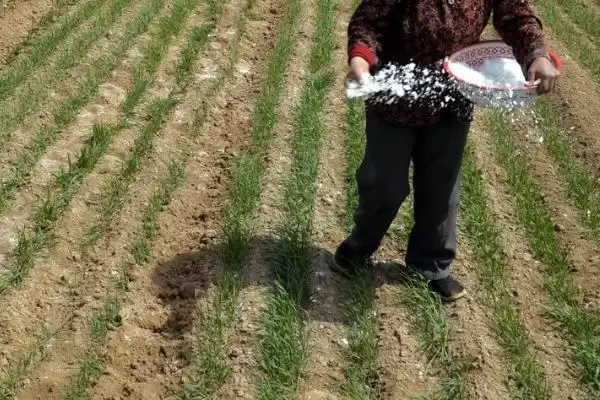 生物有机肥的作用和使用注意事项？使用生物有机肥要注意哪些要点？插图3