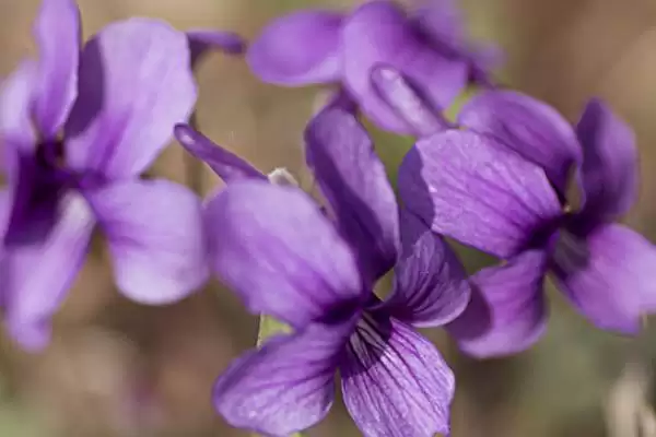 紫罗兰花语的含义和要点？理解紫罗兰花语需关注哪些关键信息？插图3
