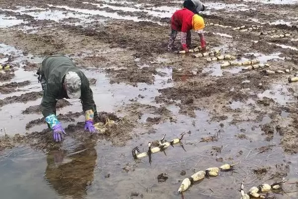 莲藕浅水定向种植方法 ,莲藕浅水种植水层如何控制？插图1