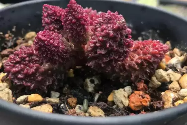 叶插朱紫玉的方法和重点?叶插朱紫玉要做好哪些细节?插图5 叶插朱紫玉的方法和重点?叶插朱紫玉要做好哪些细节?插图5