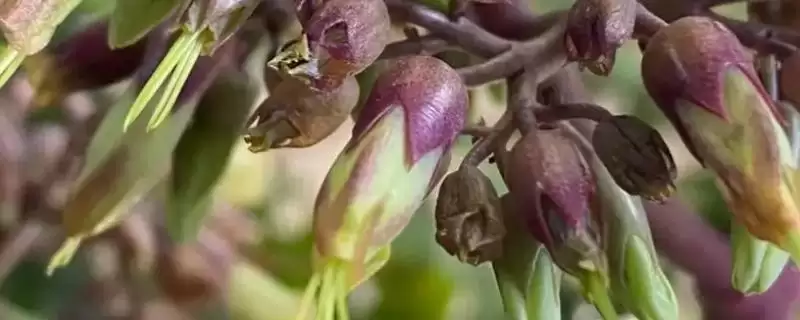 落地生根是怎样的植物 ,落地生根属于什么科植物-会东网