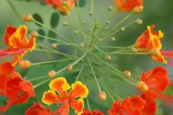 金凤花的繁殖方法 ,金凤花在什么时间繁殖为佳插图2