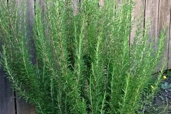 迷迭香的价格会有怎样的变化呢 ,迷迭香价格依地区、时间、季节浮动插图2