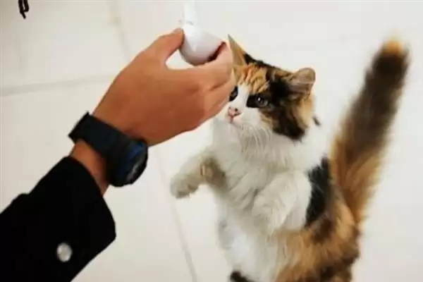 让猫咪变得粘人的方法？培养猫咪粘人习性要掌握哪些有效的互动和饲养方法？插图4