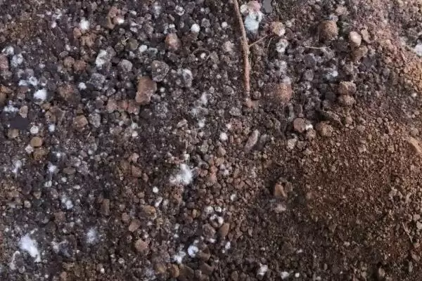 掌握杂草沤肥方法的方法和重点？掌握杂草沤肥方法要做好哪些细节？插图3