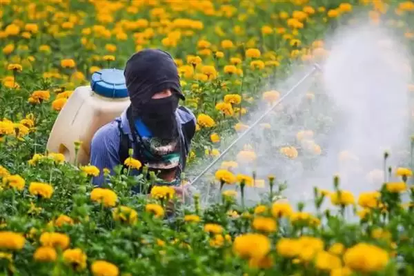 如何防治菊花黑斑病?养护菊花防治黑斑病要采用哪些防治方法?插图5 如何防治菊花黑斑病?养护菊花防治黑斑病要采用哪些防治方法?插图5