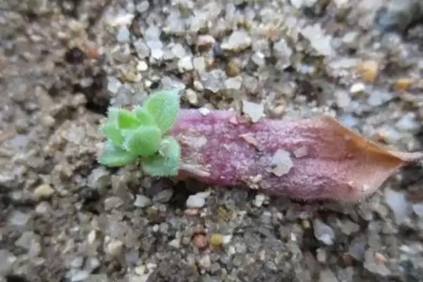 景天科观音莲的繁殖方法 ,景天科观音莲以什么繁殖为主插图1 景天科观音莲的繁殖方法 ,景天科观音莲以什么繁殖为主插图1