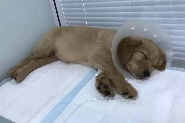 犬瘟热病毒感染源揭秘:病犬和带毒犬的传播风险插图2 犬瘟热病毒感染源揭秘:病犬和带毒犬的传播风险插图2