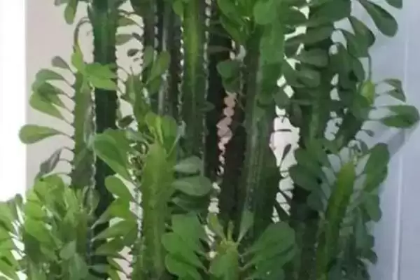 打顶后植物的生长情况 ,经过打顶的植物还能长高吗插图2