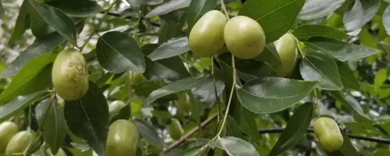 青枣成熟上市时间揭秘：不同品种上市时间差异原因-会东网