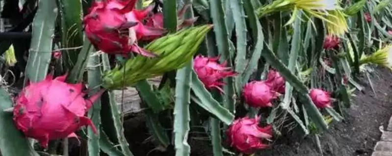 种植火龙果的条件和要点？种植火龙果需满足哪些特殊条件？-会东网