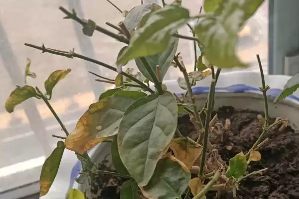 茉莉叶子发黄干枯的原因是什么呢 ,茉莉叶子发黄干枯或因浇水不当导致插图2