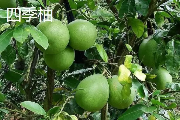 了解柚子成熟上市时间的方法和重点？了解柚子成熟上市时间要做好哪些细节？插图7