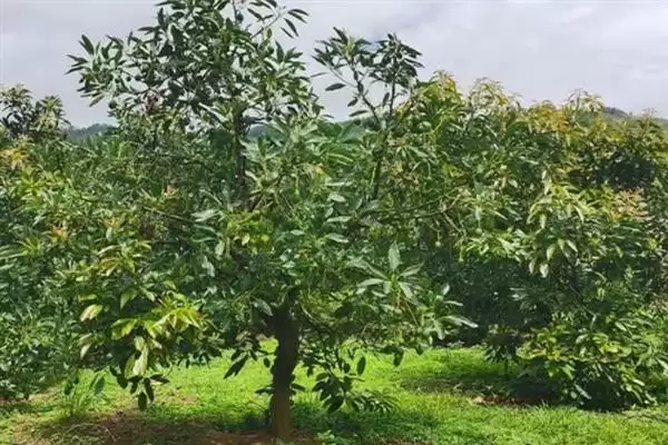 牛油果泡水发芽的时间密码：大约15天的等待与惊喜插图5