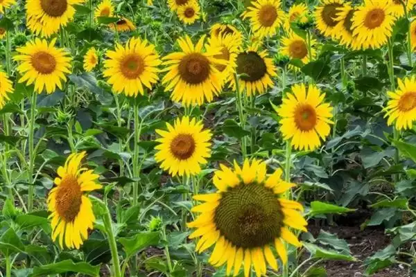 无惧烈日的花卉:向日葵、茉莉花、碗莲的阳光秘籍插图1 无惧烈日的花卉:向日葵、茉莉花、碗莲的阳光秘籍插图1