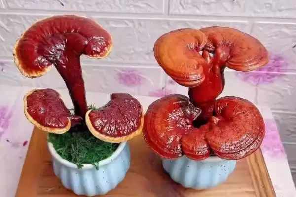 区分云芝和灵芝的方法和重点?区分云芝和灵芝要做好哪些细节?插图3 区分云芝和灵芝的方法和重点?区分云芝和灵芝要做好哪些细节?插图3