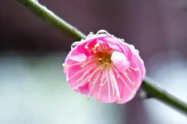 梅花的开放时间是什么时候呢 ,梅花一般开放时间为 1-3 月份插图3