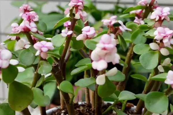 金枝玉叶的花语 ,金枝玉叶这种植物有何花语呢插图4