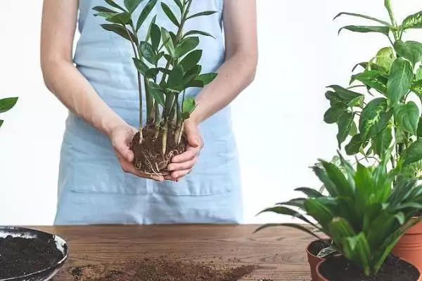 掌握移植花卉技巧的方法和重点？掌握移植花卉技巧要做好哪些细节？插图3