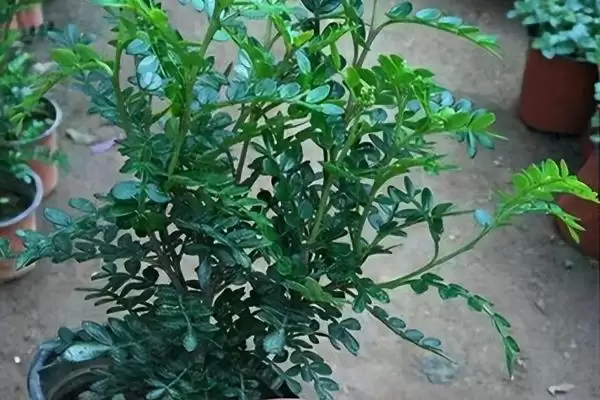 修剪清香木的方法和重点?修剪清香木要做好哪些细节?插图1 修剪清香木的方法和重点?修剪清香木要做好哪些细节?插图1