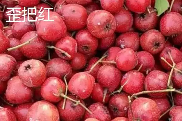 山楂树品种？认识山楂树品种要了解哪些关键的品种分类信息？插图1
