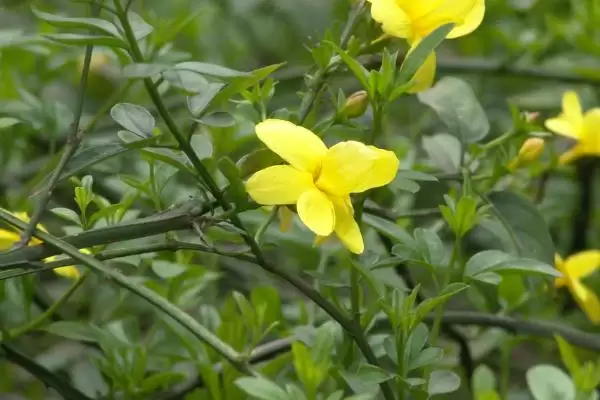 防治迎春花病害的方法和重点?防治迎春花病害要做好哪些细节?插图3 防治迎春花病害的方法和重点?防治迎春花病害要做好哪些细节?插图3