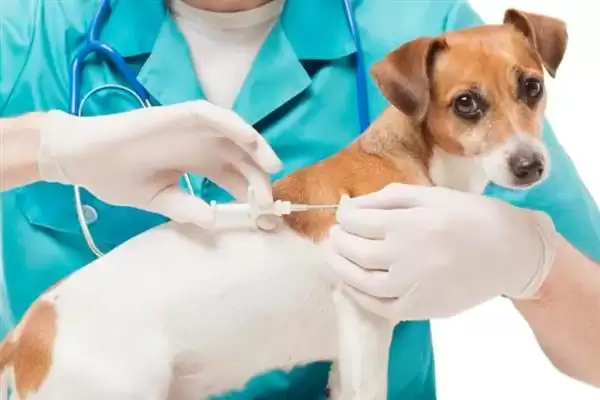 犬瘟热病毒感染源揭秘:病犬和带毒犬的传播风险插图6 犬瘟热病毒感染源揭秘:病犬和带毒犬的传播风险插图6