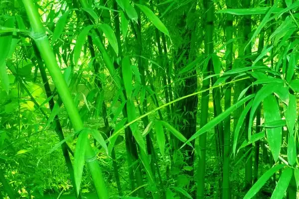 外直中通襟怀若谷是哪种植物？判断符合该寓意的植物要了解哪些文化和植物特性要点？插图2
