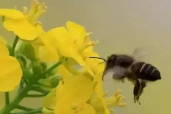 小蜜蜂采蜜花丛的种类和要点？了解小蜜蜂采蜜习性需关注哪些花丛？插图1
