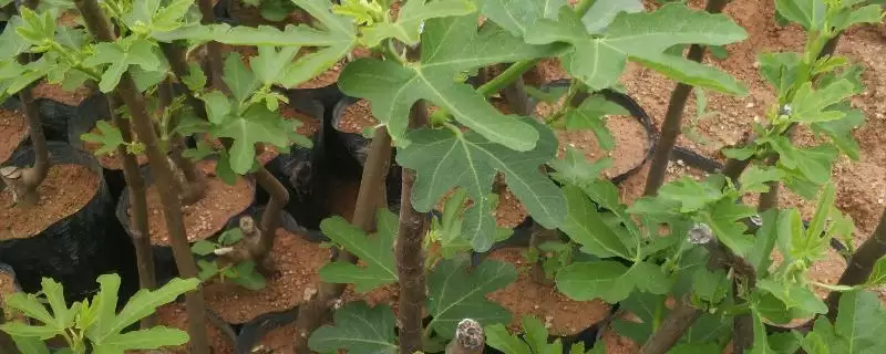 无花果繁殖的方法和要点？繁殖无花果需掌握哪些关键技术环节？-会东网