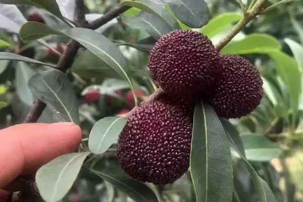 了解杨梅成熟月份的方法和重点?了解杨梅成熟月份要做好哪些细节?插图3 了解杨梅成熟月份的方法和重点?了解杨梅成熟月份要做好哪些细节?插图3