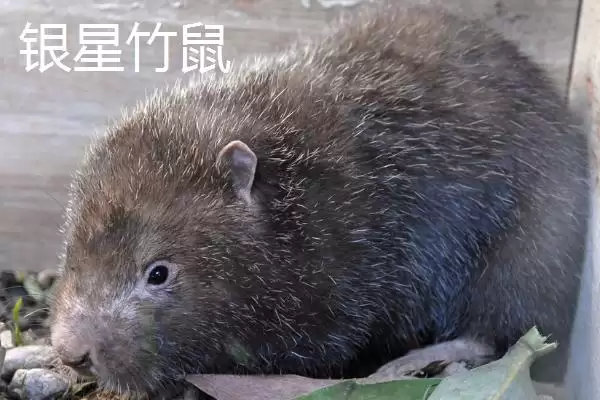 竹鼠一年生育胎数的规律和要点？了解竹鼠生育需关注哪些方面？插图4