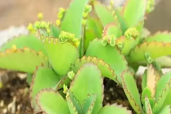 落地生根是怎样的植物 ,落地生根属于什么科植物插图2