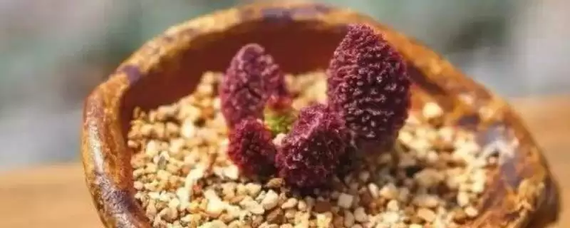 叶插朱紫玉的方法和重点?叶插朱紫玉要做好哪些细节?插图 叶插朱紫玉的方法和重点?叶插朱紫玉要做好哪些细节?插图