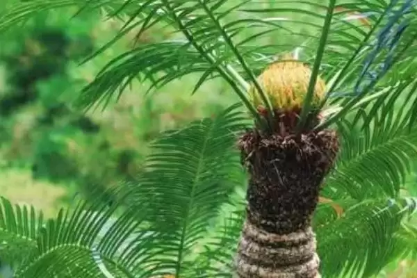 了解植物分辨公母方式的方法和重点?了解植物分辨公母方式要做好哪些细节?插图1 了解植物分辨公母方式的方法和重点?了解植物分辨公母方式要做好哪些细节?插图1