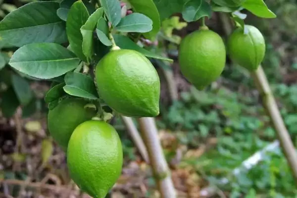 柠檬的故乡之谜：原产印度的酸甜诱惑插图3