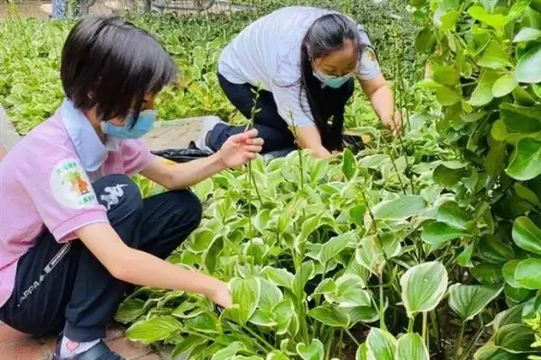 掌握玉簪花浇水方法的方法和重点？掌握玉簪花浇水方法要做好哪些细节？插图4
