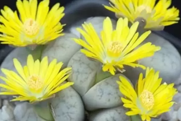 如何移栽生石花？移栽生石花要遵循哪些正确的移栽操作流程？插图6