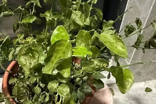 茉莉叶子发黄干枯的原因是什么呢 ,茉莉叶子发黄干枯或因浇水不当导致插图1