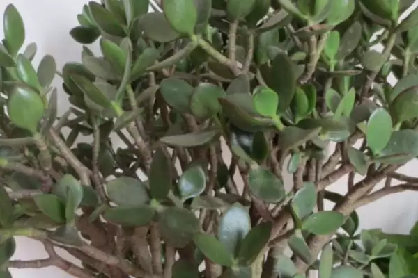 处理玉树烂根问题的方法和重点？处理玉树烂根问题要做好哪些细节？插图3