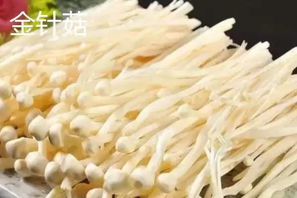 金针菇和海鲜菇的区别 ,金针菇与海鲜菇有何不同呢插图1