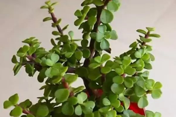 金枝玉叶的花语 ,金枝玉叶这种植物有何花语呢插图9
